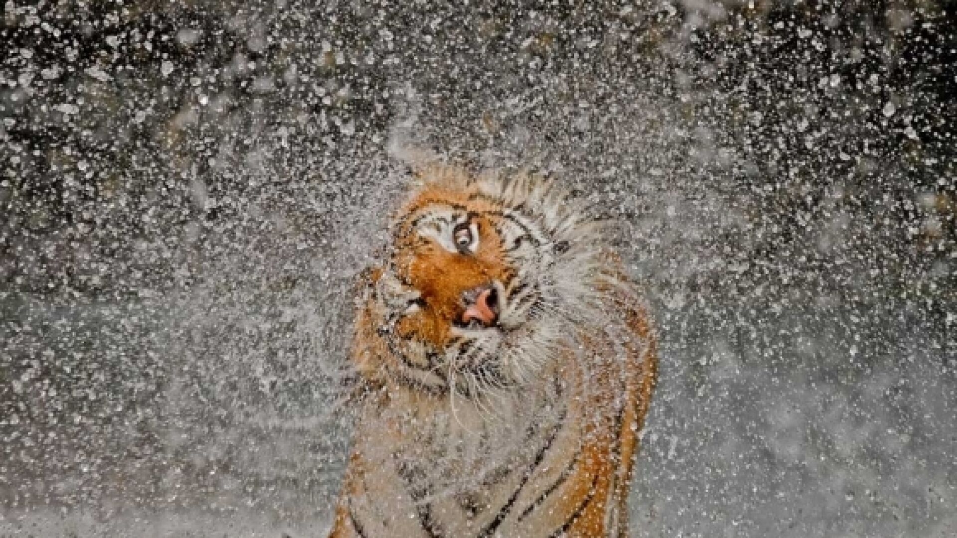 Победителите в National Geographic Photography Contest