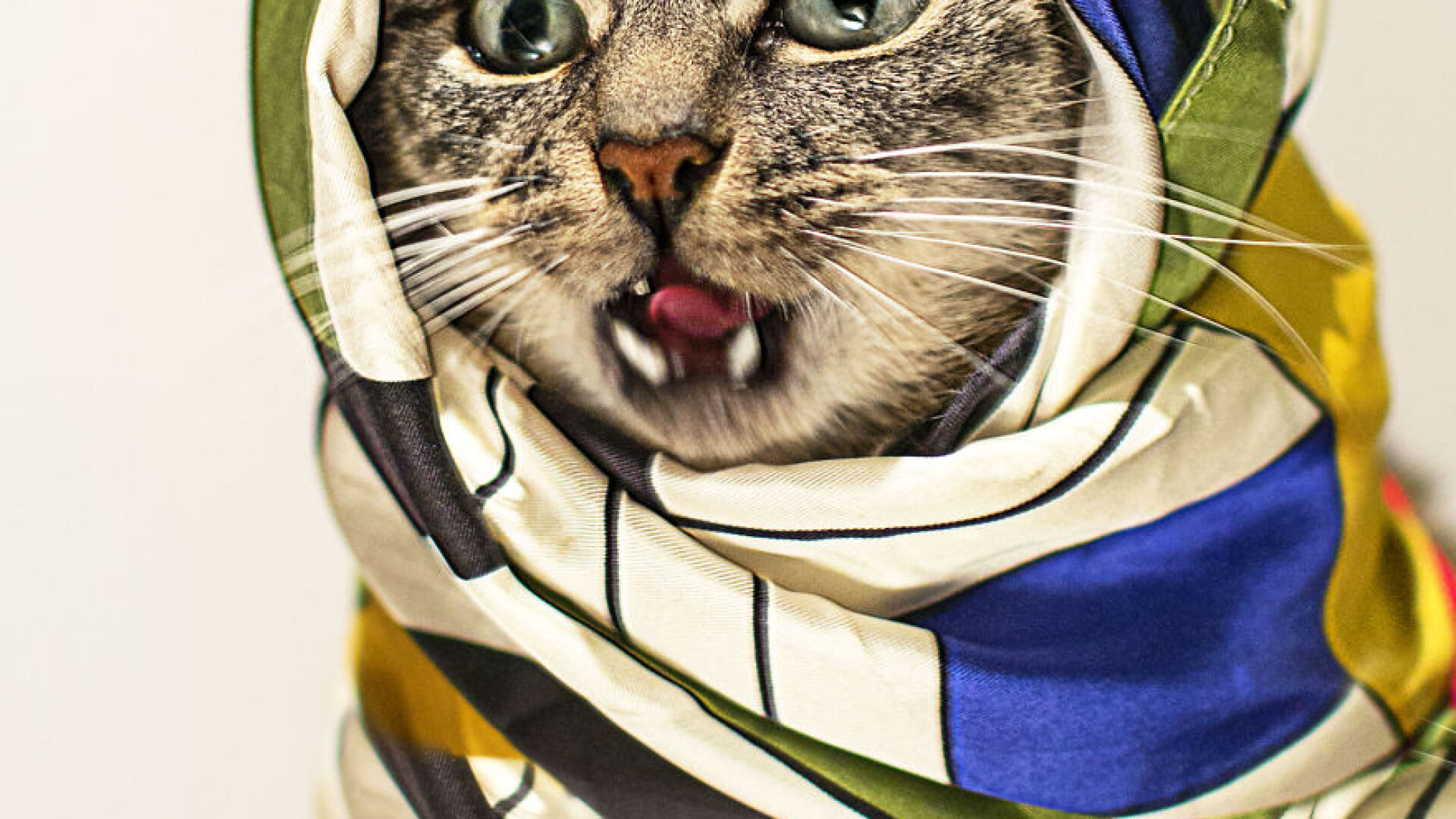 Модна котка