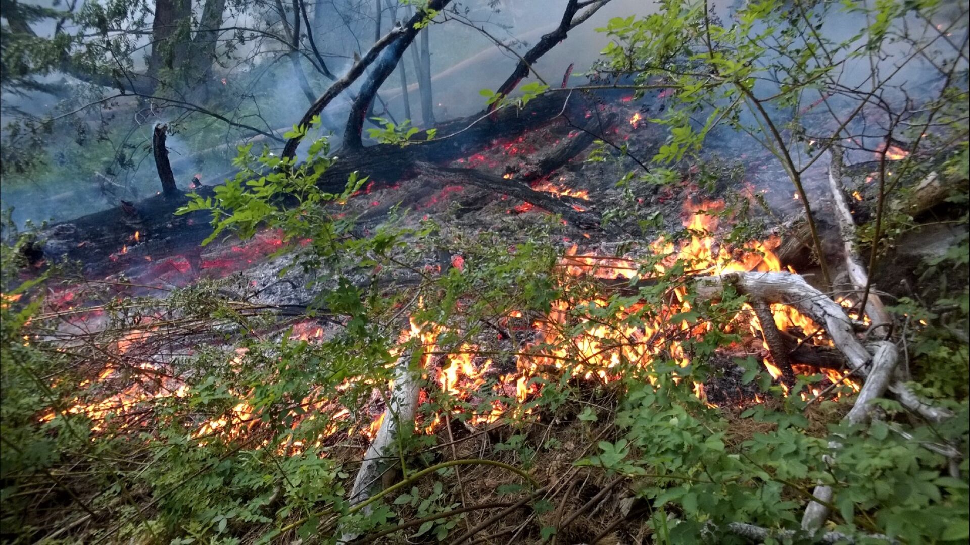 Пожарът в Рила отблизо (СНИМКИ) 