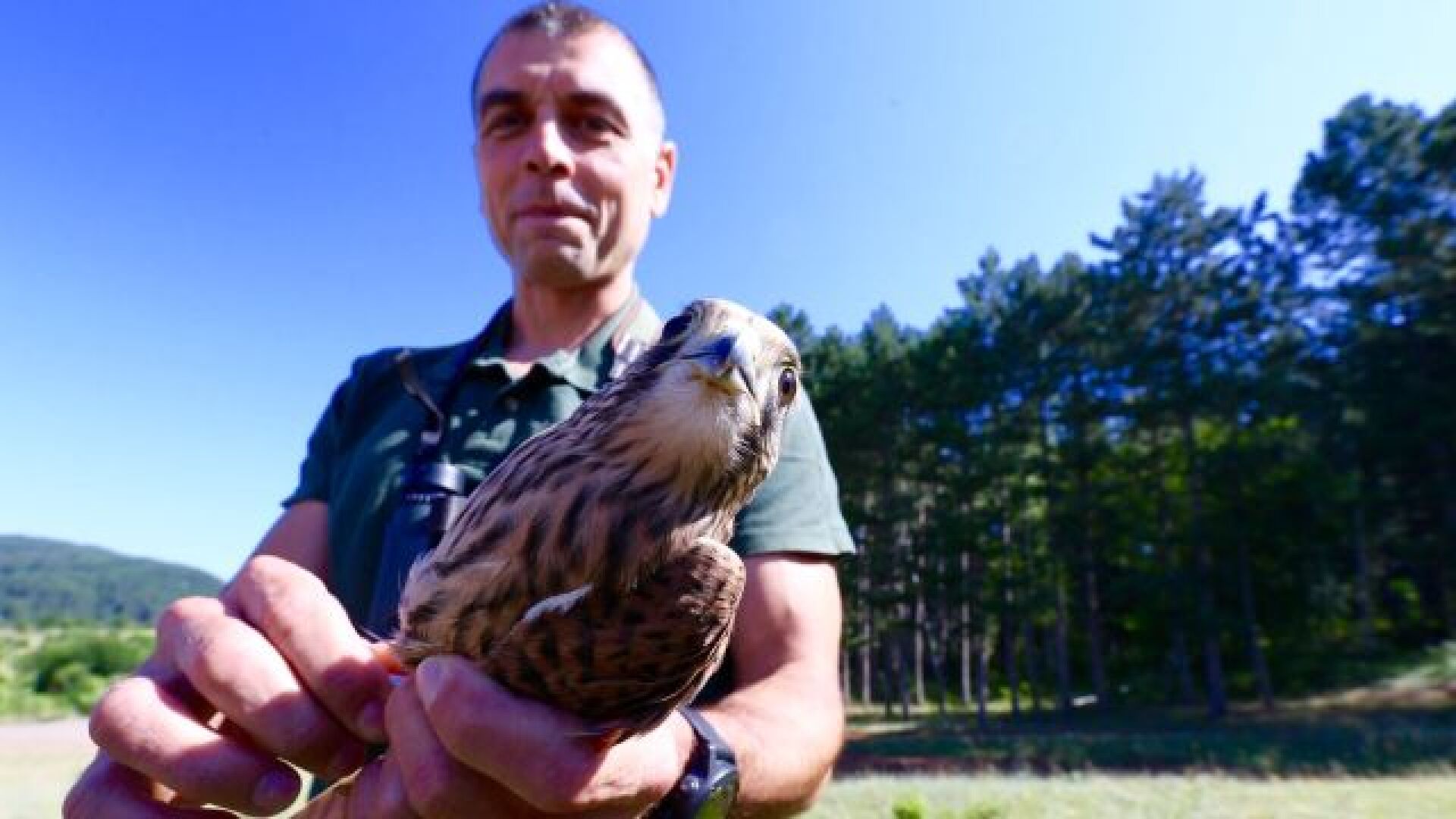 Обратно в природата: Освободиха 4 керкенеза и белоопашат мишелов край София