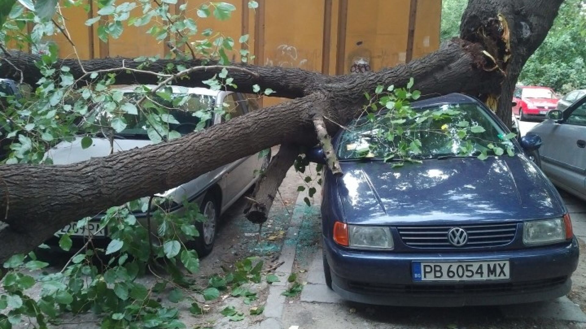 Дърво падна и премаза няколко автомобила в Пловдив (СНИМКИ)