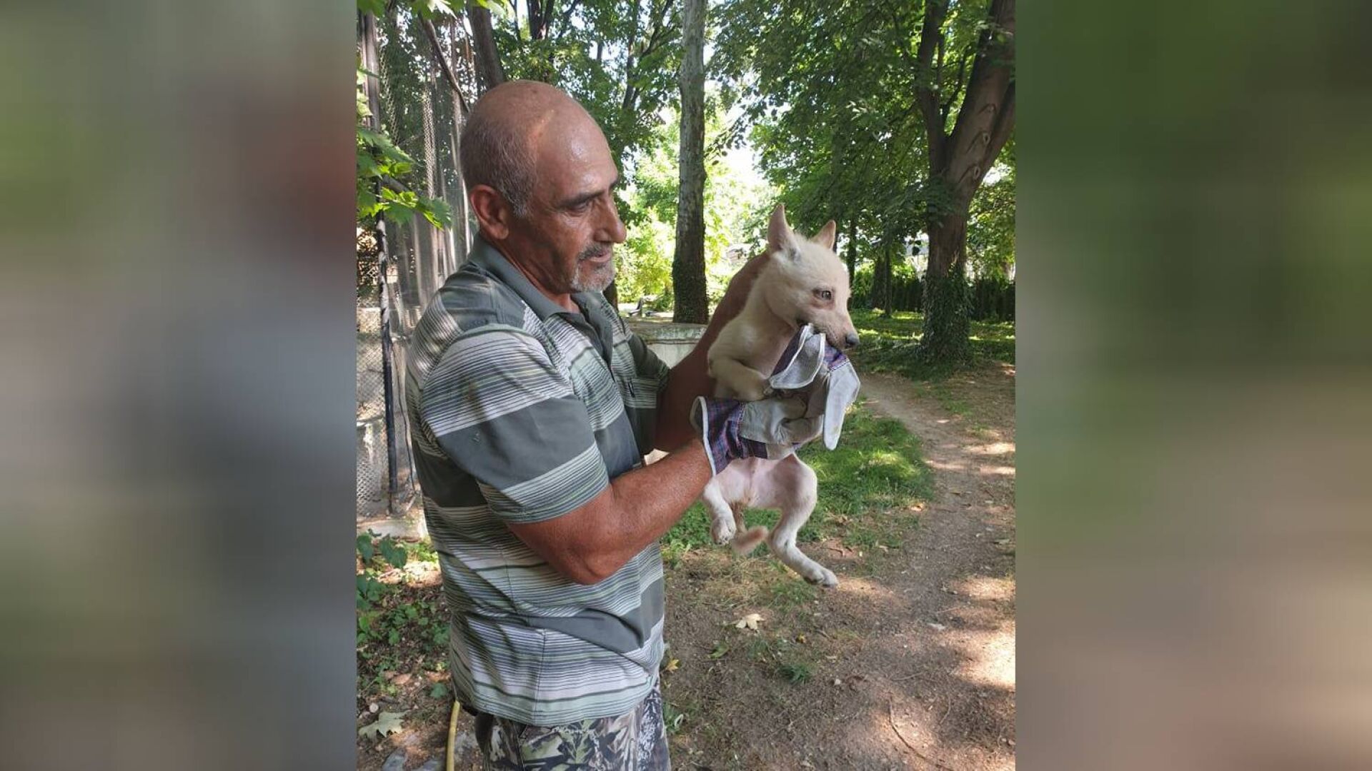 Бял вълк се роди във Варненския зоопарк (СНИМКИ)