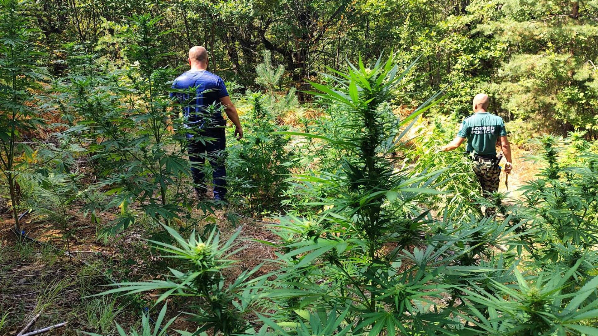 Гранични полицаи разкриха и изгориха 6 наркоплантации в планината (СНИМКИ)