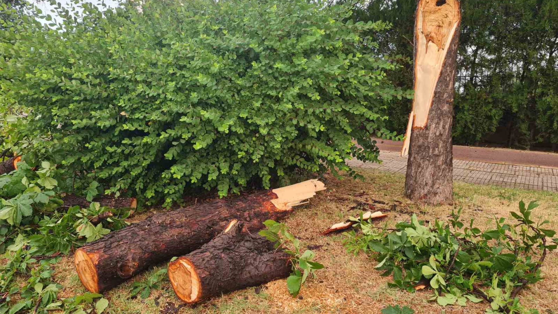 Буря връхлетя Пловдив: Голямо дърво се стовари на булевард в града (СНИМКИ)