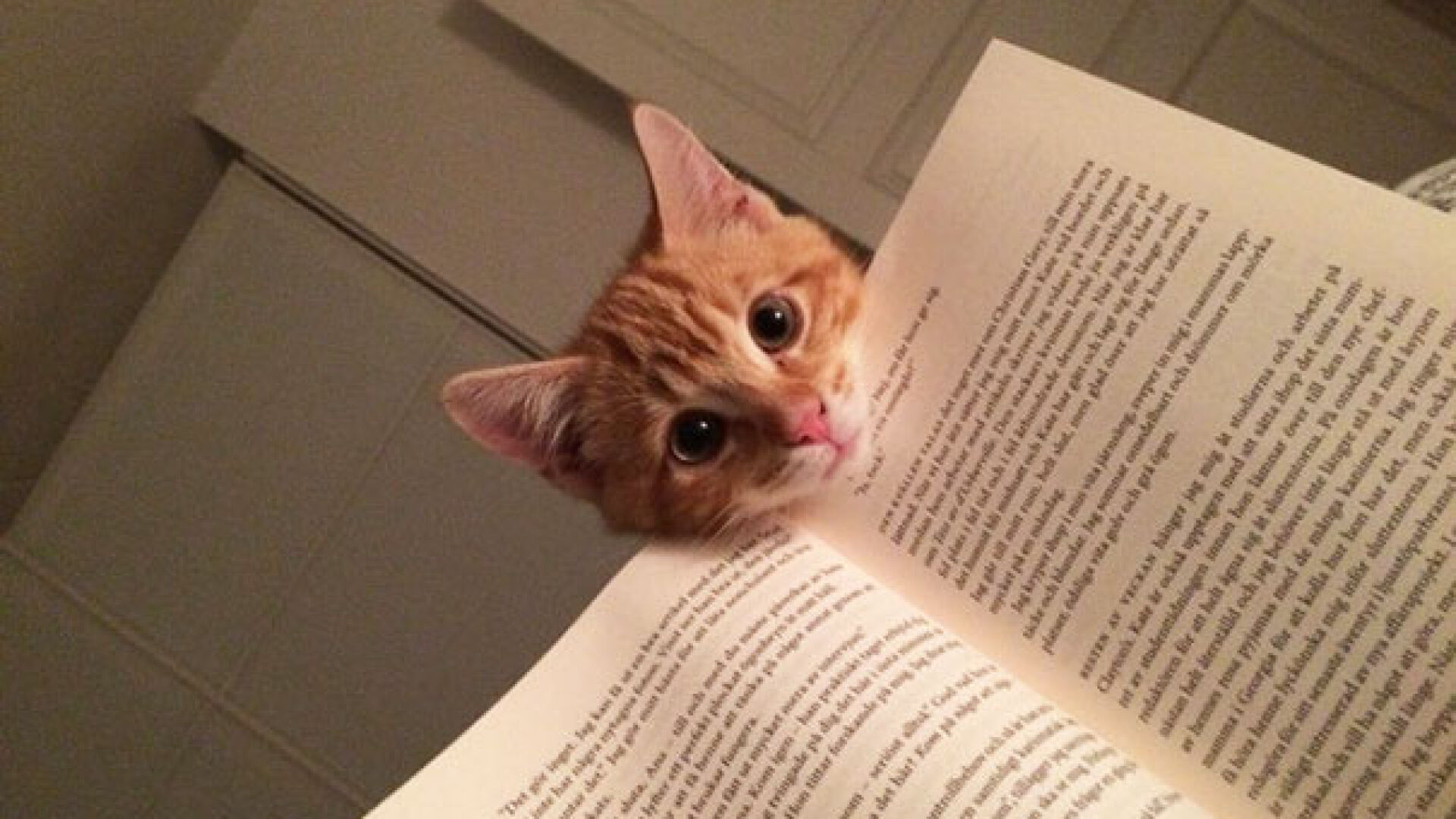 Чело коте книжки