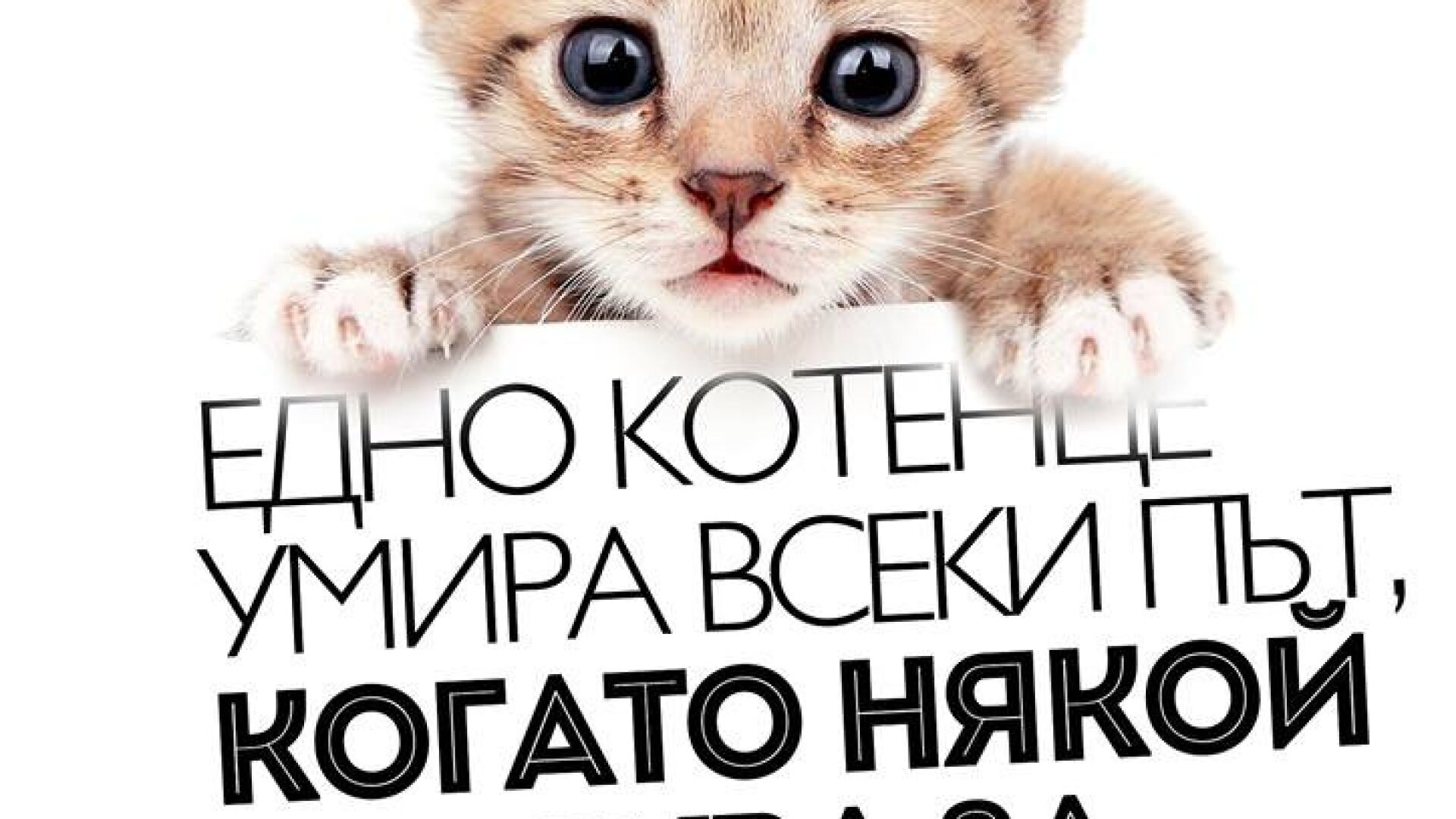 Котенце агитира срещу Бареков преди евровота