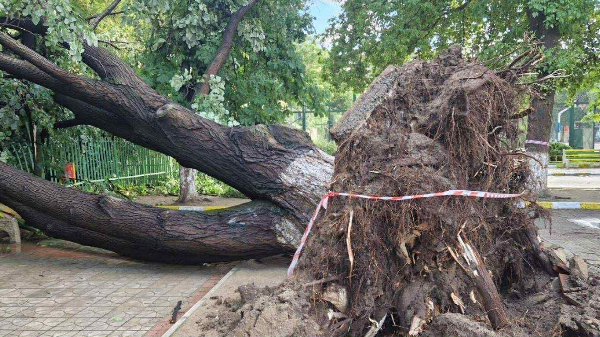 Силна буря в Пазарджик: Огромно дърво падна в училищен двор (СНИМКИ)