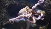 Октоподи и калмари превземат Северно море заради рекордното затопляне