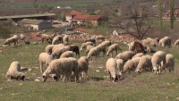 Съдът определи най-тежката мярка за неотклонение на мъж, откраднал 20 овце
