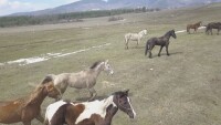 Агенцията по храните проверява обекти, в които се отглеждат коне