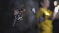 Нов коронавирус при прилепи е открит в Бразилия 