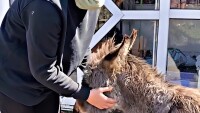 Турският актьор Къванч Татлъту осинови спасено животно