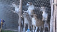 „Екоравновесие“ издирва в София глутница безстопанствени кучета с дронове и ловни екипи