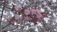 Пикник на открито за празника на цъфтелите вишни в Южен парк