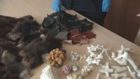 Кои са най-нестандартните контрабандни стоки и животни, заловени от митничарите?