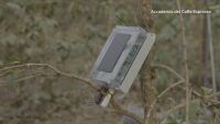 Срещу измененията на климата: „Окабеляват“ кафеени растения 