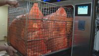Болничният боклук: При 2 часа обработка на 134°C опасният отпадък може да се предаде като неопасен