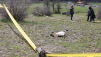 Разследва се убийството на египетски лешояд с отровна примамка