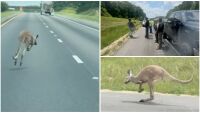 Избягало кенгуру предизвика катастрофа на магистрала (ВИДЕО)