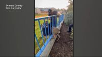 Пожарникари освободиха сърна, заклещена в ограда във Форест Лейк