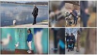 Как кучета, котки и други представители на фауната влязоха в предизборната битка