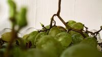 Сезонът на гроздобера: Какви са цените на продукцията тази година?