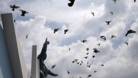  Учени: Черният дроб на гълъбите може да служи като компас при полетите им