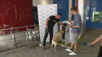 Климатизирана колиба: Прохлада за кучета, докато собствениците им пазаруват