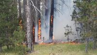 Голям пожар в борова гора до Разлог (ВИДЕО)