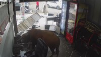 Бик избяга в Перу и вилня в магазин (ВИДЕО)