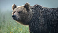 Мечка нападна възрастен мъж в двора на дома му