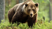 WWF-България: Не се разхождайте със слушалки в гората, няма да чуете приближаващa се мечка