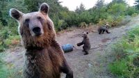 Преброяване на кафявите мечки у нас: Започна събирането на генетични проби 