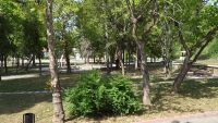 „Направо се вцепених“: Мъж срещна мечка в парк в Троян