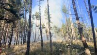 Всяка година у нас изгарят гори с площ колкото близо половин Витоша