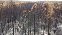След пожарите в Бордо: Какво е обяснението на учените за огнения ад?