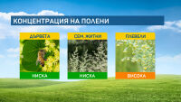 От полените в момента най-алергизиращ е пелинът