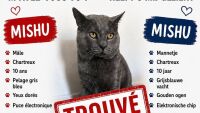 17 дни издирваха котка, която изчезнала при полет