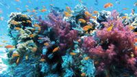 Разбиха мрежа за контрабанда на корали за над 800 000 евро