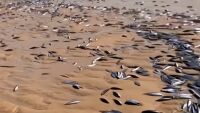 Над 4 тона мъртва риба изплуваха в канал заради цъфтеж на отровно водорасло