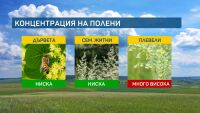 Алергичните към полени да се пазят от амброзията