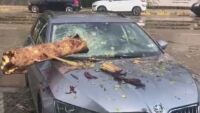 Бурята в София нанесе щети. Дърво проби стъклото на автомобил (ВИДЕО)