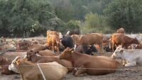 Антракс в животновъдно стопанство край Ловеч: Трима души са заразени след контакт с месо