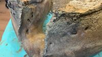 Направиха 3D сканиране на челюстта на мамута, открит при село Ряхово (СНИМКИ)