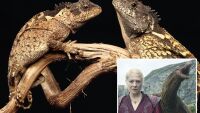 Учени откриха истинско същество от „House of the Dragon“ в планините на Тайланд