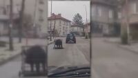 3 в 1: Пиян шофьор вози прасе в клетка и удря две коли (ВИДЕО)