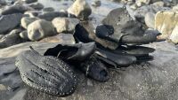 Мистерия около появата на стотици обувки, които са изхвърлени на брега на плаж (СНИМКИ)