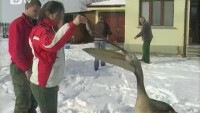 Млад пеликан стана любимец на орнитолози