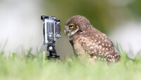 Животните и фотоапаратите