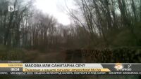 Масова или санитарна сеч в Бургас?